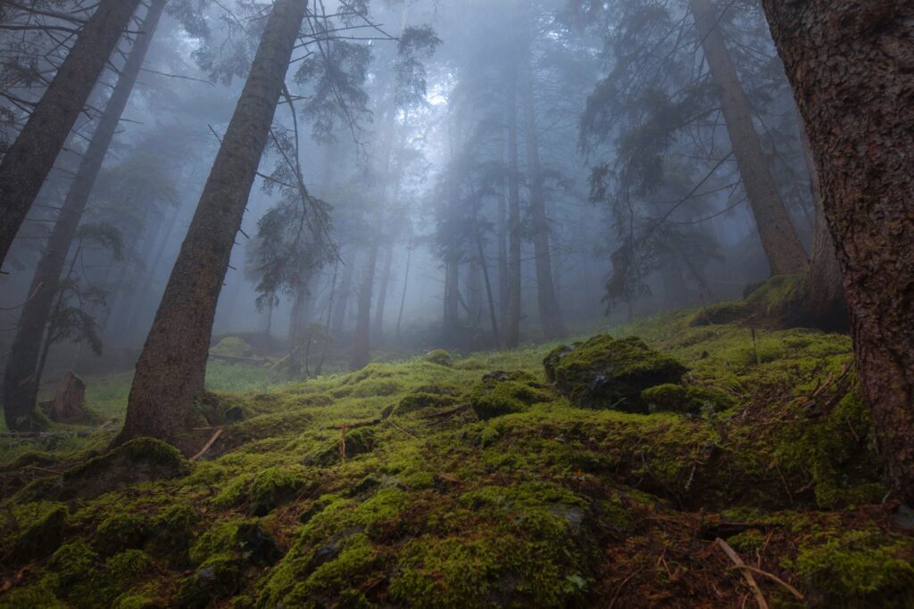 Somber, misty forest with vibrant green moss in the foreground