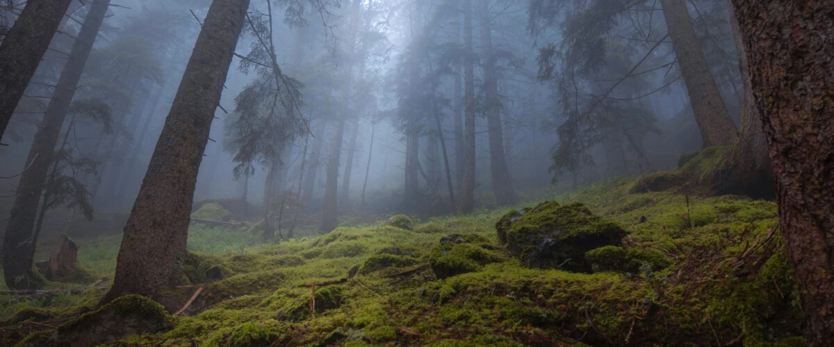 Somber, misty forest with vibrant green moss in the foreground