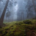 Somber, misty forest with vibrant green moss in the foreground